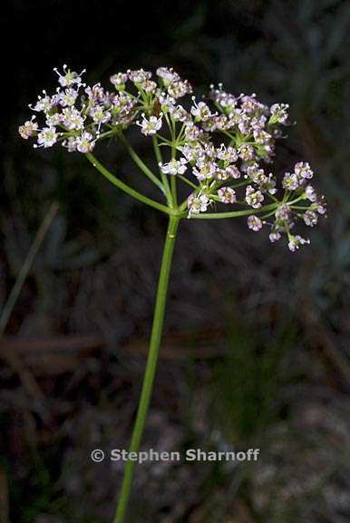 ligusticum grayi 7 graphic